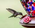 Hummingbirds 2024